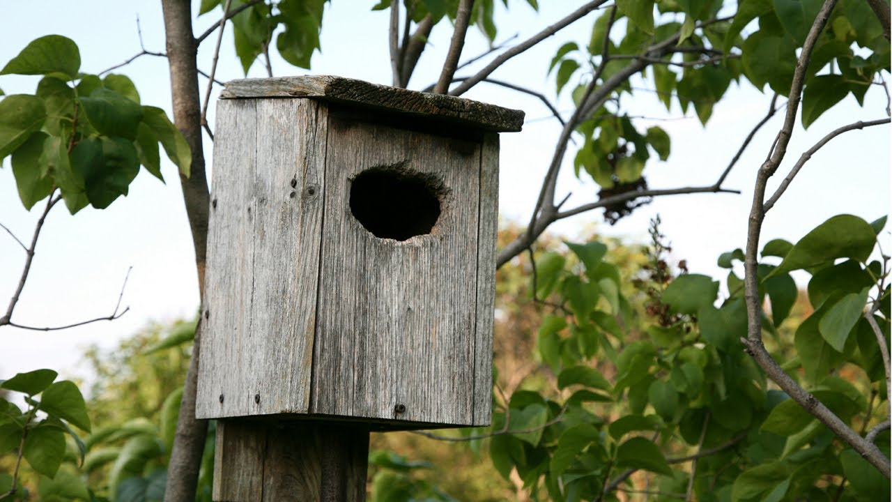 Setting Bluebird Nests | At Home With P. Allen Smith