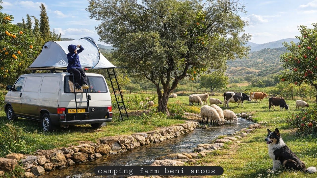 رحلة تخييم رفقة عائلتي بمزرعة أجدادي في أعالي بني سنوس تلمسان  camping farm adventure