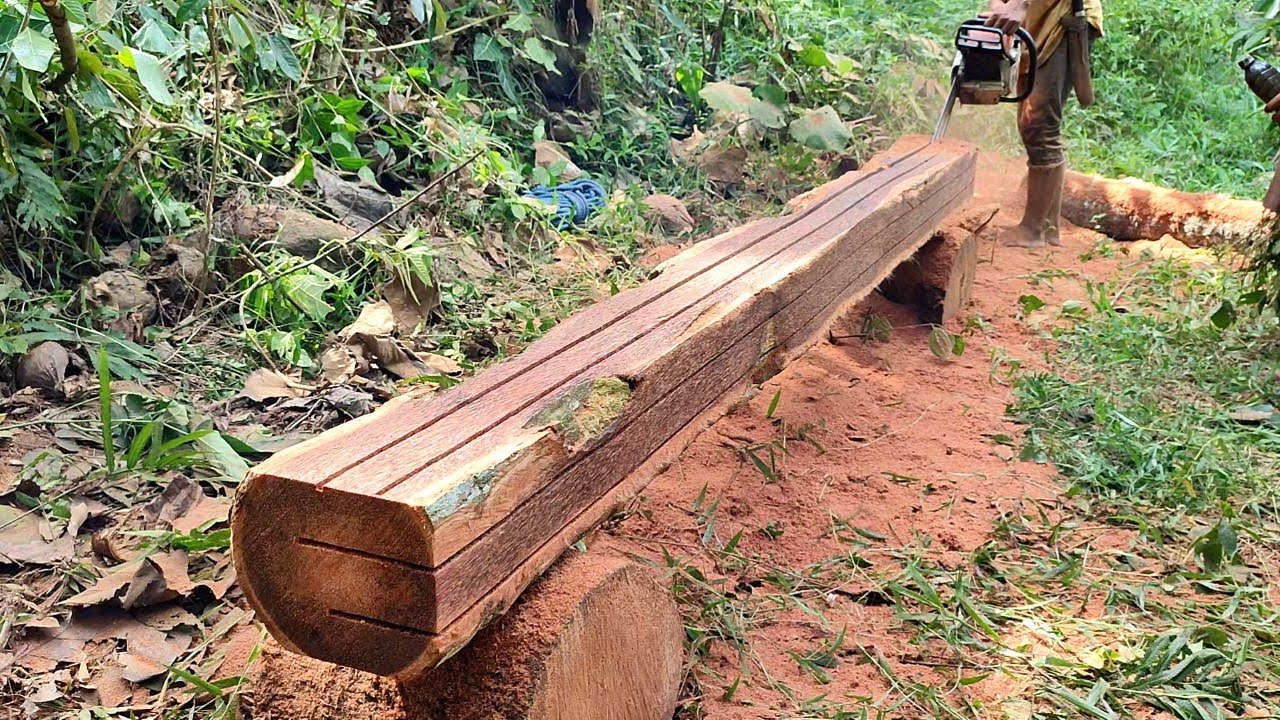 Keterampilan operator chainsaw menggergaji kayu kelapa super tua buat usuk ukuran 5cm×5cm