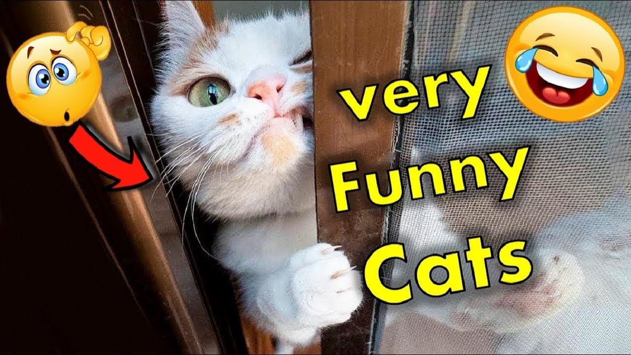Roaring with Laughter: 2023's Ultimate Funny Cats Compilation 🐱😂