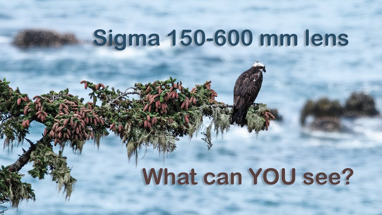 Exploring the Oregon Coast with a 150-600mm Lens:  Wildlife, Textures, & Distant Drama