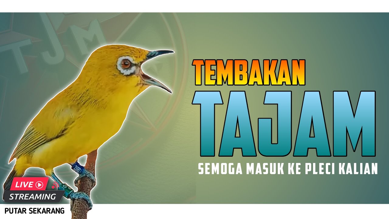 🔴 LIVE Masteran PLECI tembakan TAJAM variasi dan panjang panjang #masteranplecinembakpanjang
