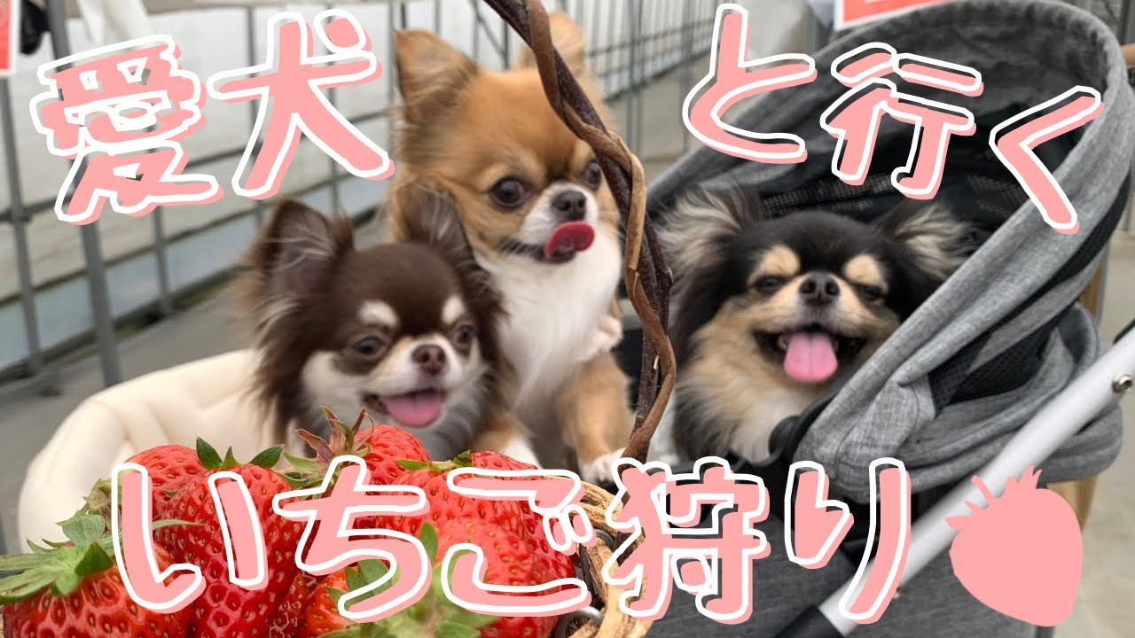 【犬連れ旅】滋賀でいちご狩り🍓アウトレットも満喫｜チワワ3匹とおでかけ