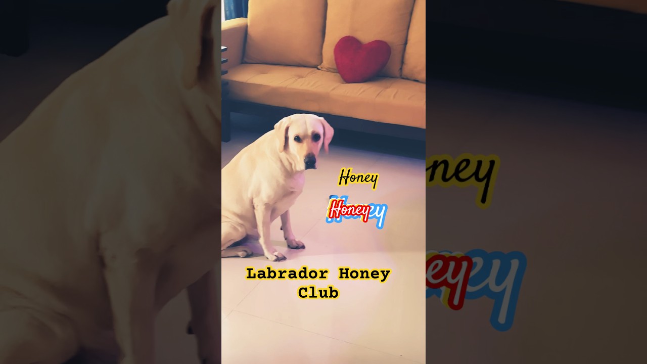 Funny Honey Trance|See how I voice-over any music 