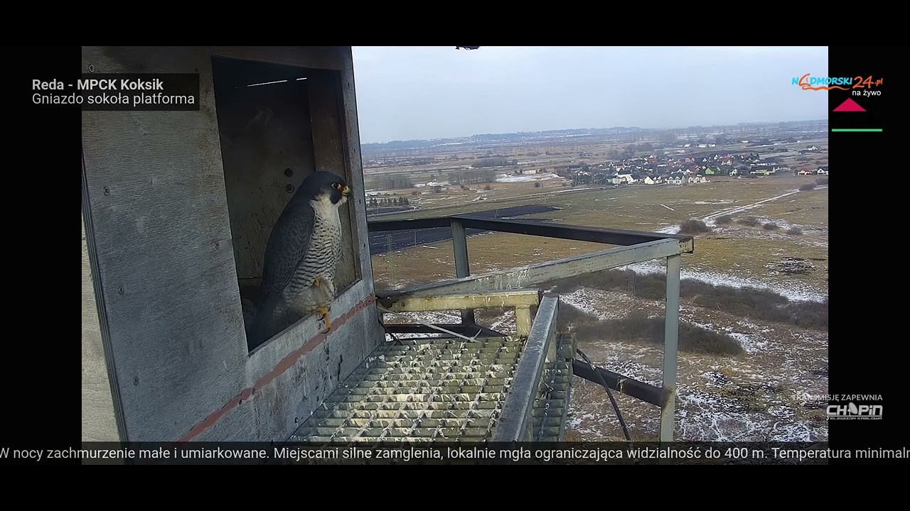 Reda_Koksik _27.02.2026_ Kaszub na progu rozgląda się za samicą. 