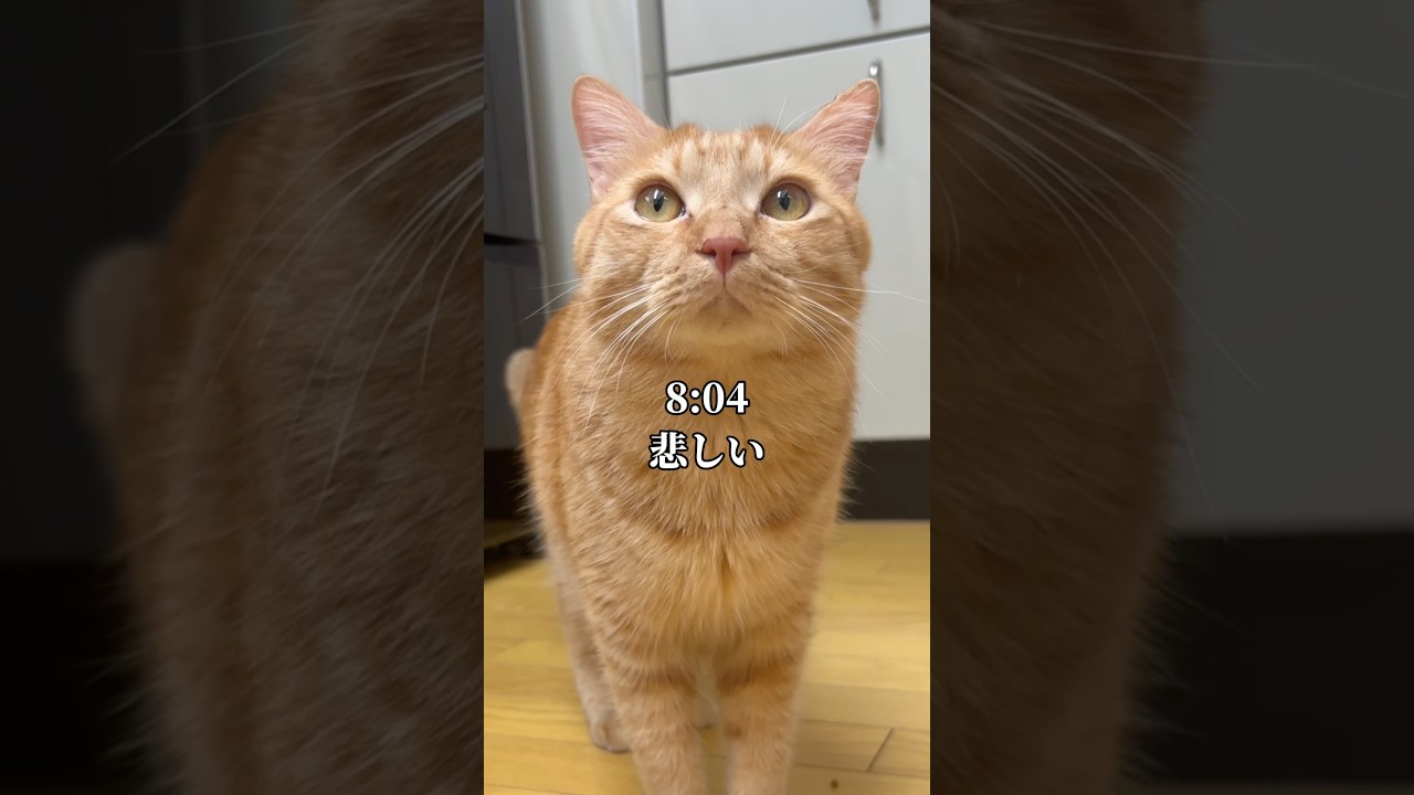 世界一可愛いと言われた猫の悲しい1日 