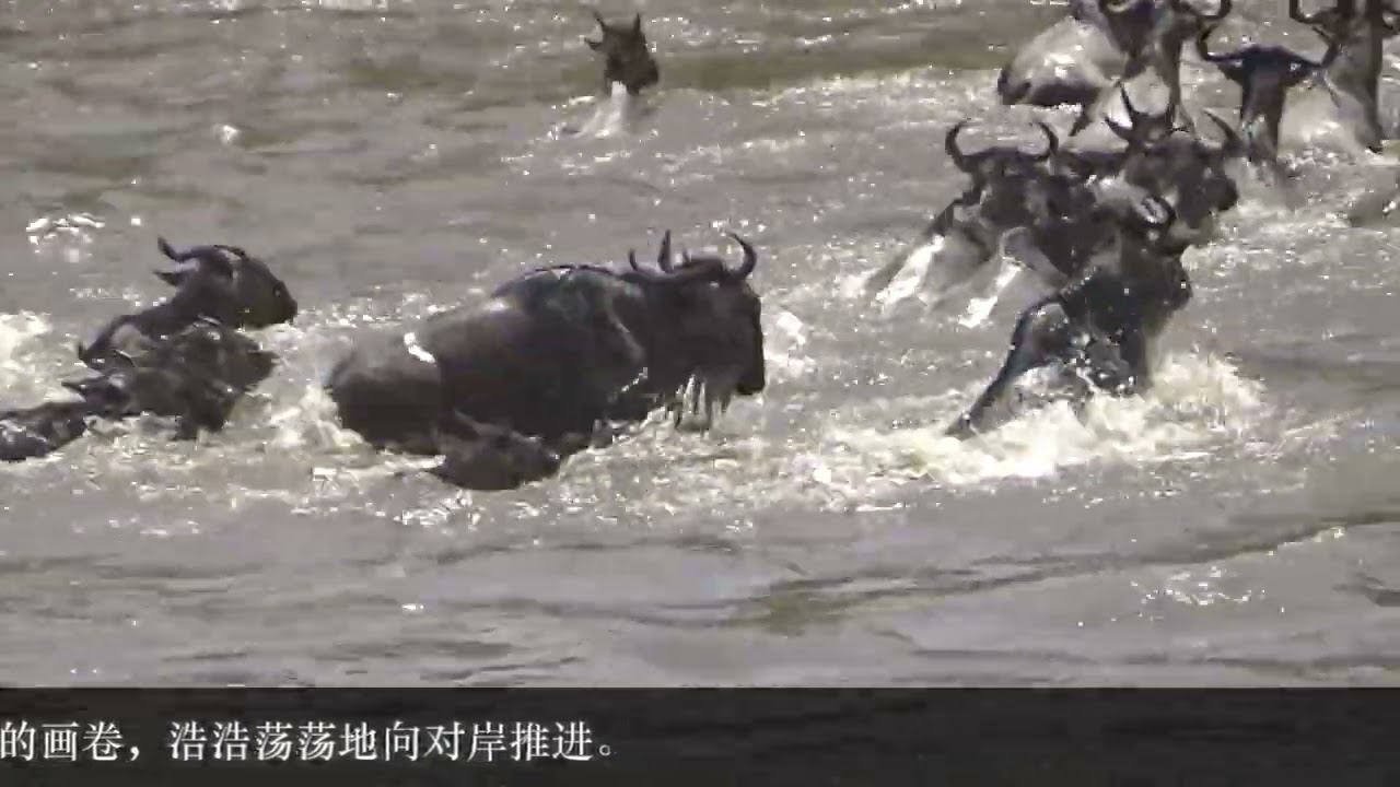 坦桑尼亚看角马集体迁徙（R）