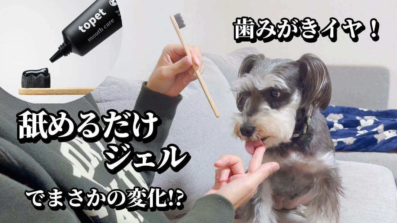 歯磨き嫌いなミニチュアシュナウザーが“舐めるだけジェル”を試した結果...まさかの展開