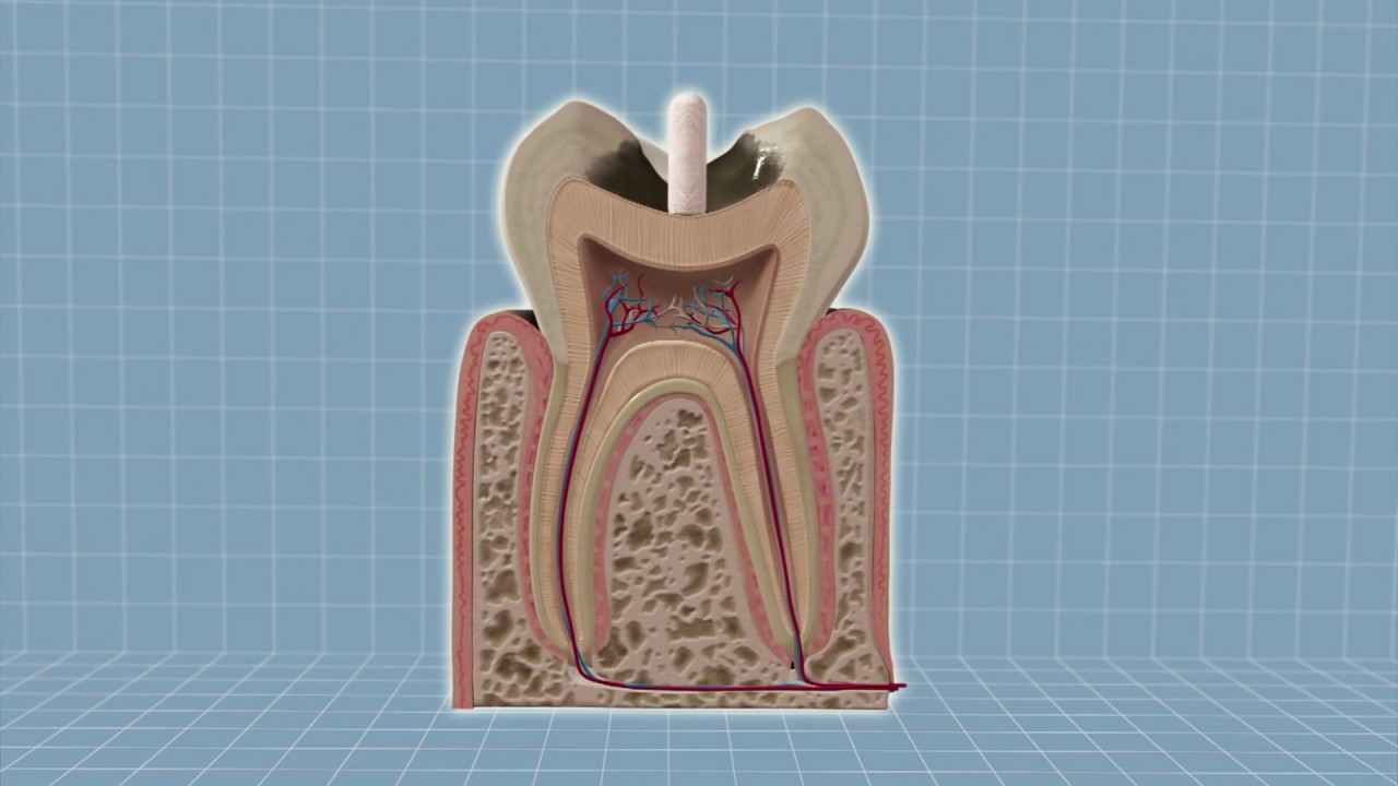 Researchers find that Alzheimer&rsquo;s drug can help teeth regenerate