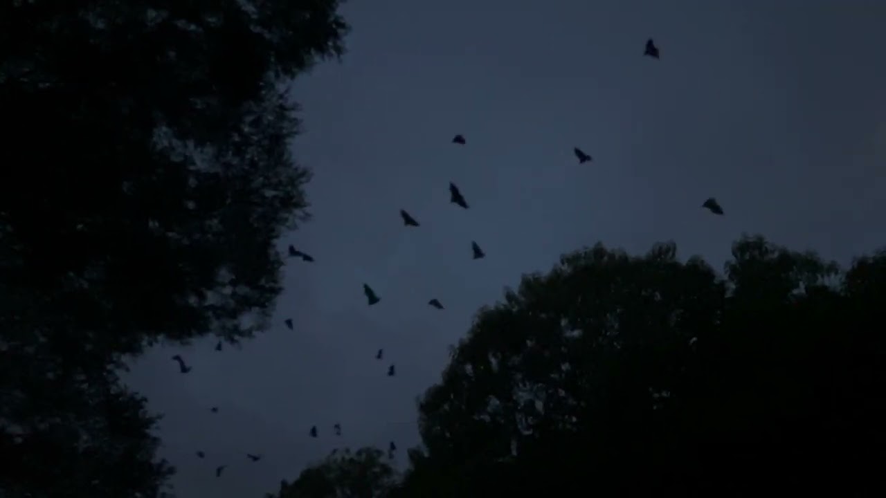 Pteropus alecto 'Black flying foxes'