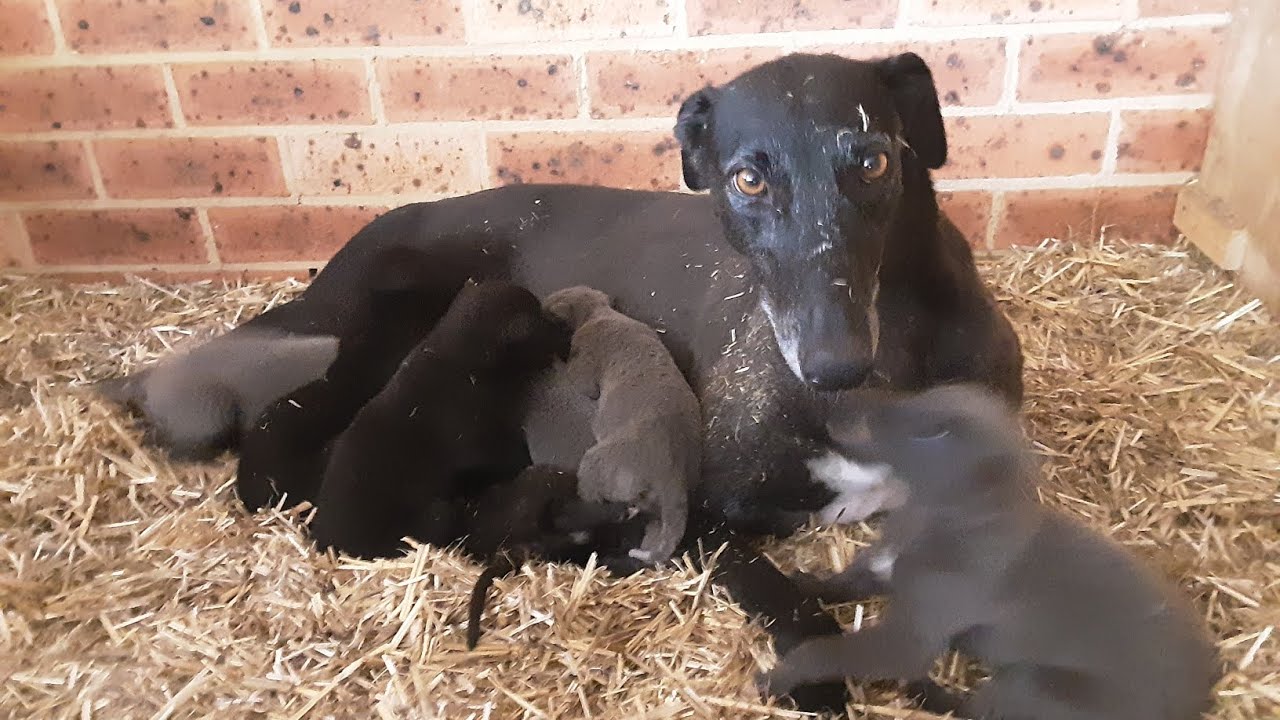 Three week old puppies, born on Christmas day, wonderful present.  