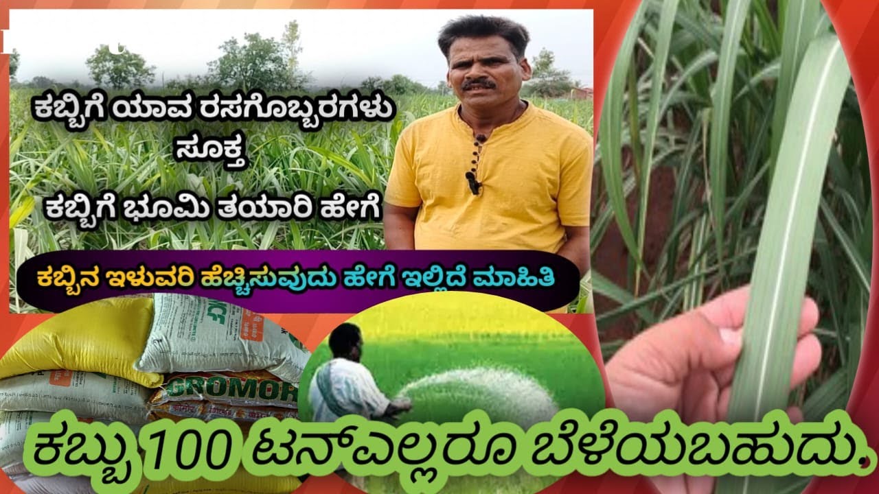 ಕಬ್ಬಿಗೆ ಯಾವ ರಸಗೊಬ್ಬರಗಳು ಸೂಕ್ತ| ಕಬ್ಬಿಗೆ ಭೂಮಿ ತಯಾರಿ ಹೇಗೆ|sugarcane crop