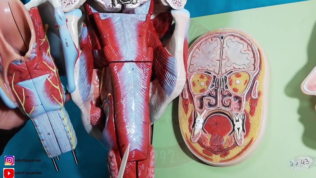 Pharynx Anatomisi Laboratuvar ve Teorik Dersi