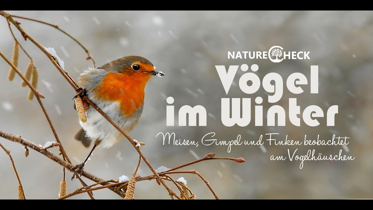 Vögel im Winter - Futterhäuschen und Meisenknödel