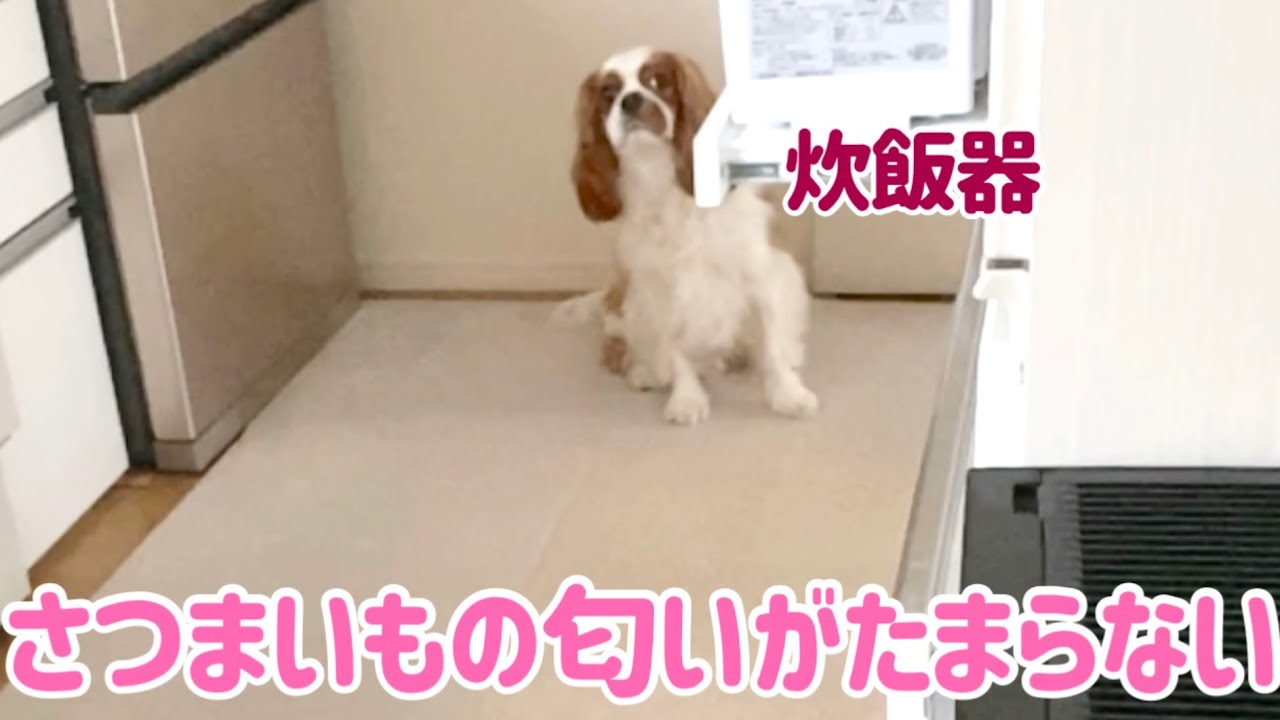 さつまいもが好きすぎて炊飯器の前で待機するキャバリア