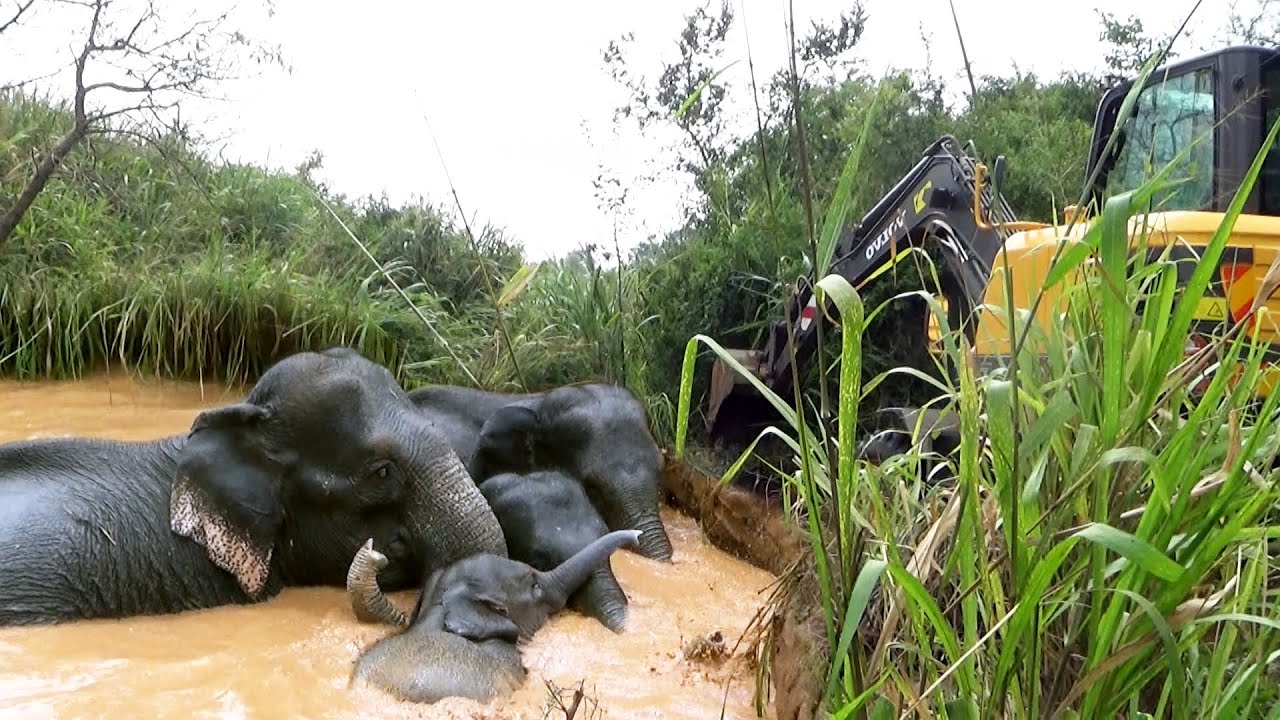 Elephant family rescued by wildlife officers from agriculture well | Amazing elephant rescue|象|الفيل