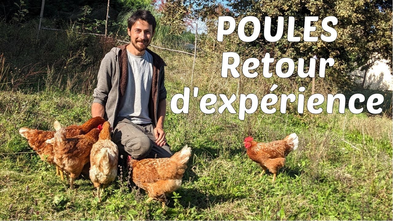 D&eacute;buter avec les poules : les bases pour les rendre heureuses !