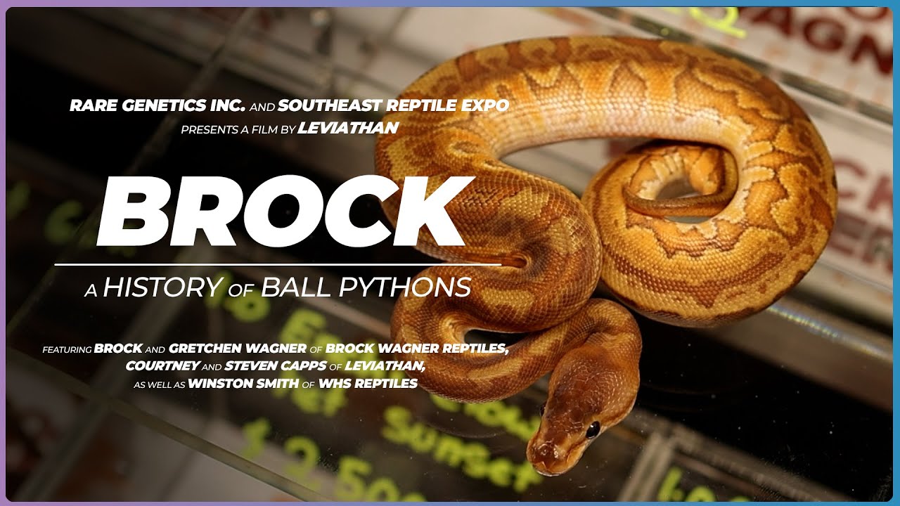BROCK | A History of Ball Pythons | Reptile Breeding Documentary #snake #reptiles
