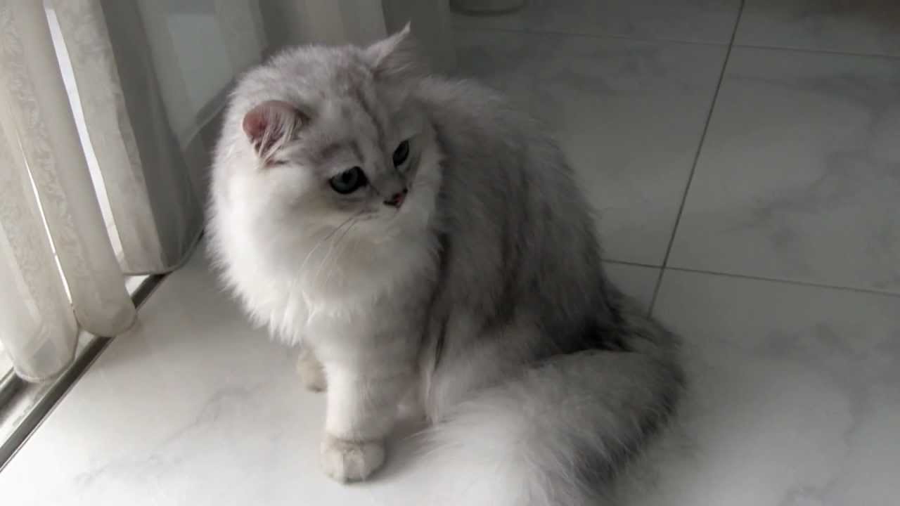 Male Silver-shaded Chinchilla Persian Cat