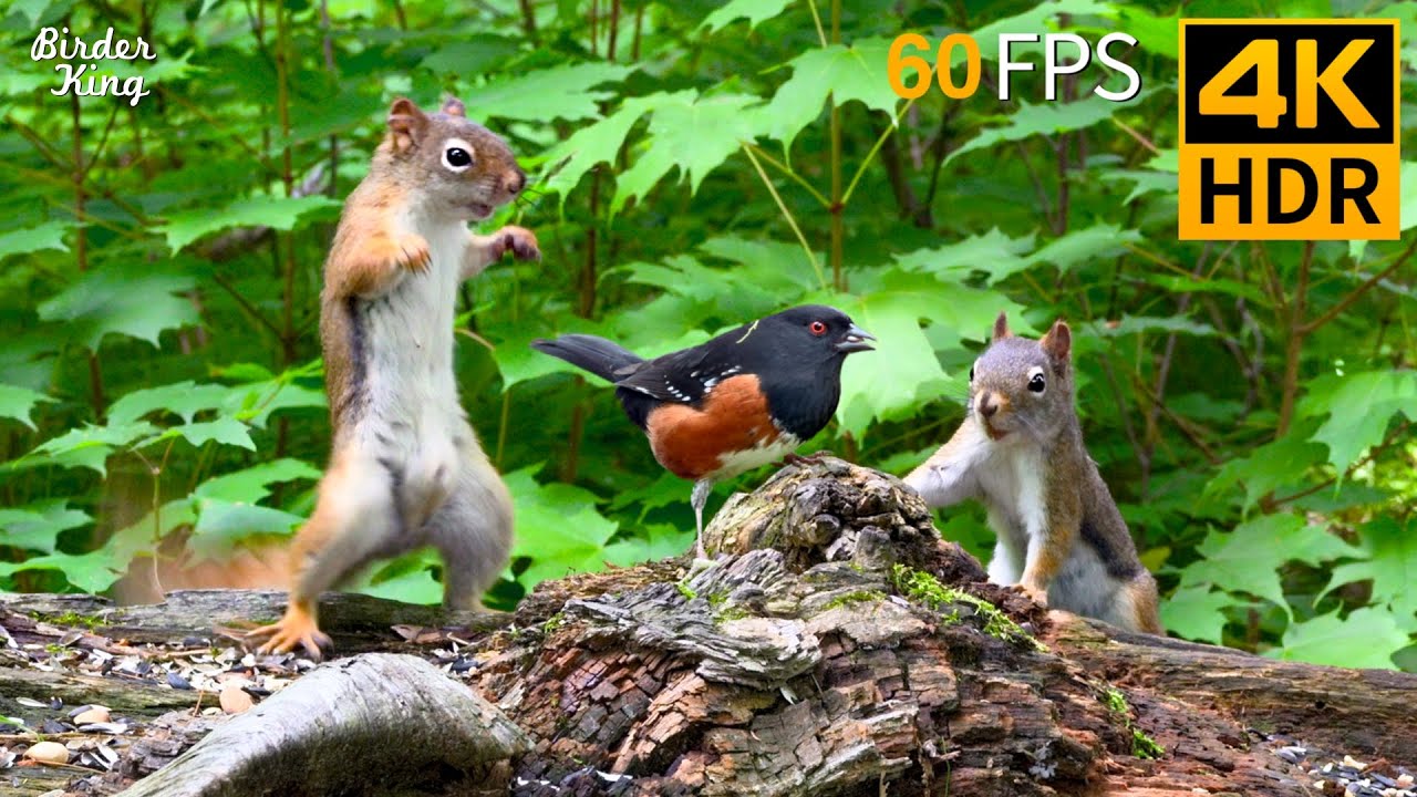 КОШКА ТВ 😺 Забавные белки и птицы 🐿 Игры для котов 4K HDR