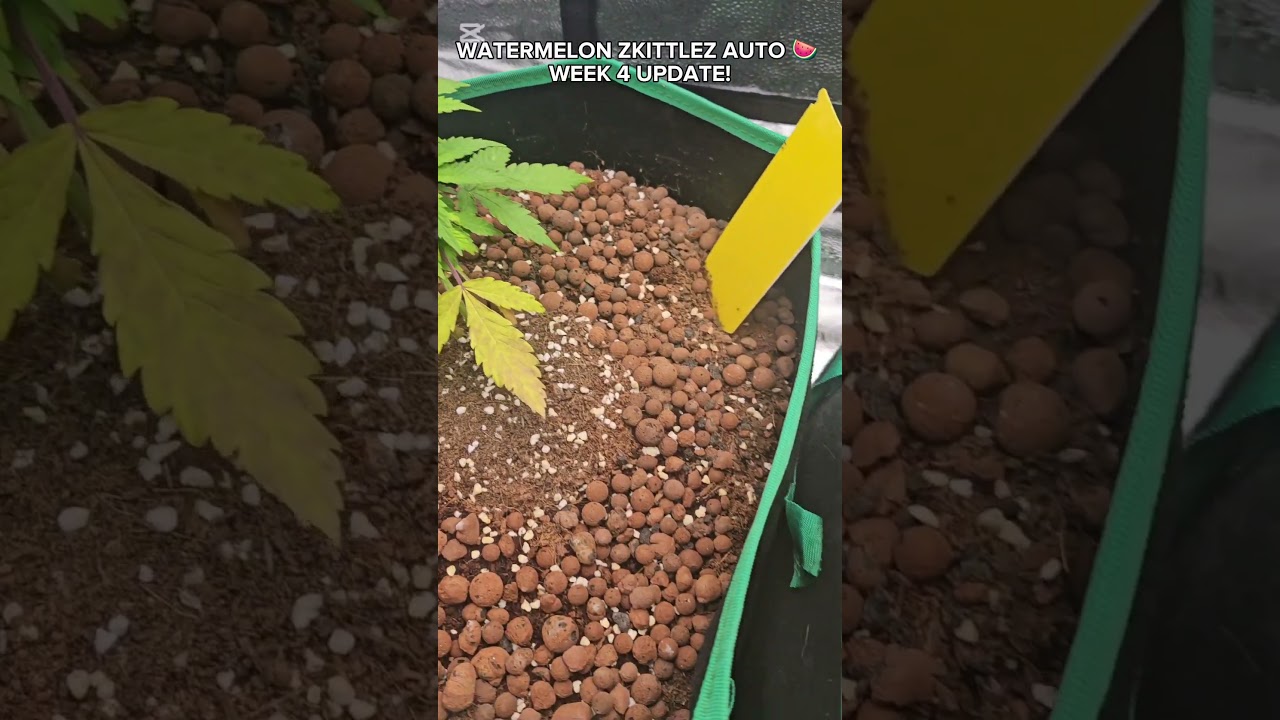 Week 4 watermelon zkittles auto 🍉, home grow, cannabis, how to grow autoflower, from seed to harvest