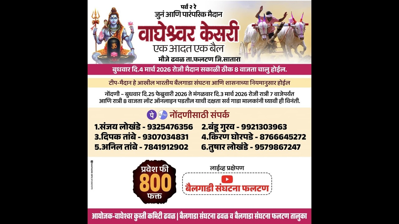 वाघेश्वर केसरी एक आदत एक बैल मैदान ढवळ ता के. फलटण जि. सातारा