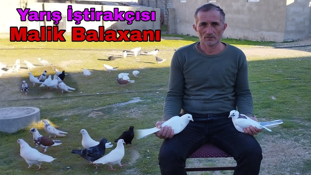 Azerbaycan Çempionatı Bakı Göyərçinləri Yarışı. İştirakçısı Malik Balaxanı