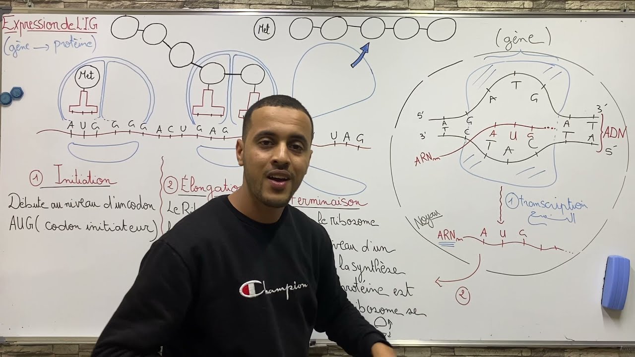L’expression de l’information génétique 🤌🏻