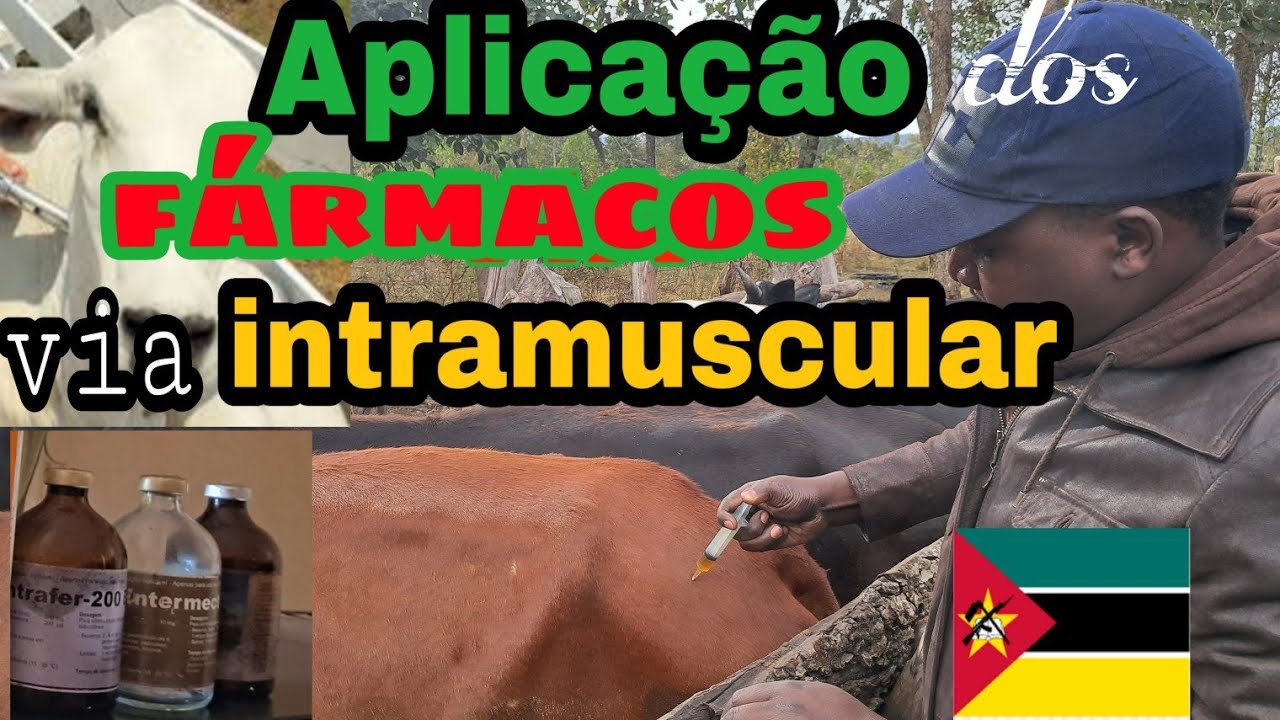 COMO ADMINISTRAR MEDIAMENTOS VIA INTRAMUSCULAR  EM BOVINO [ tratamento da vacas] pecuária de corte.