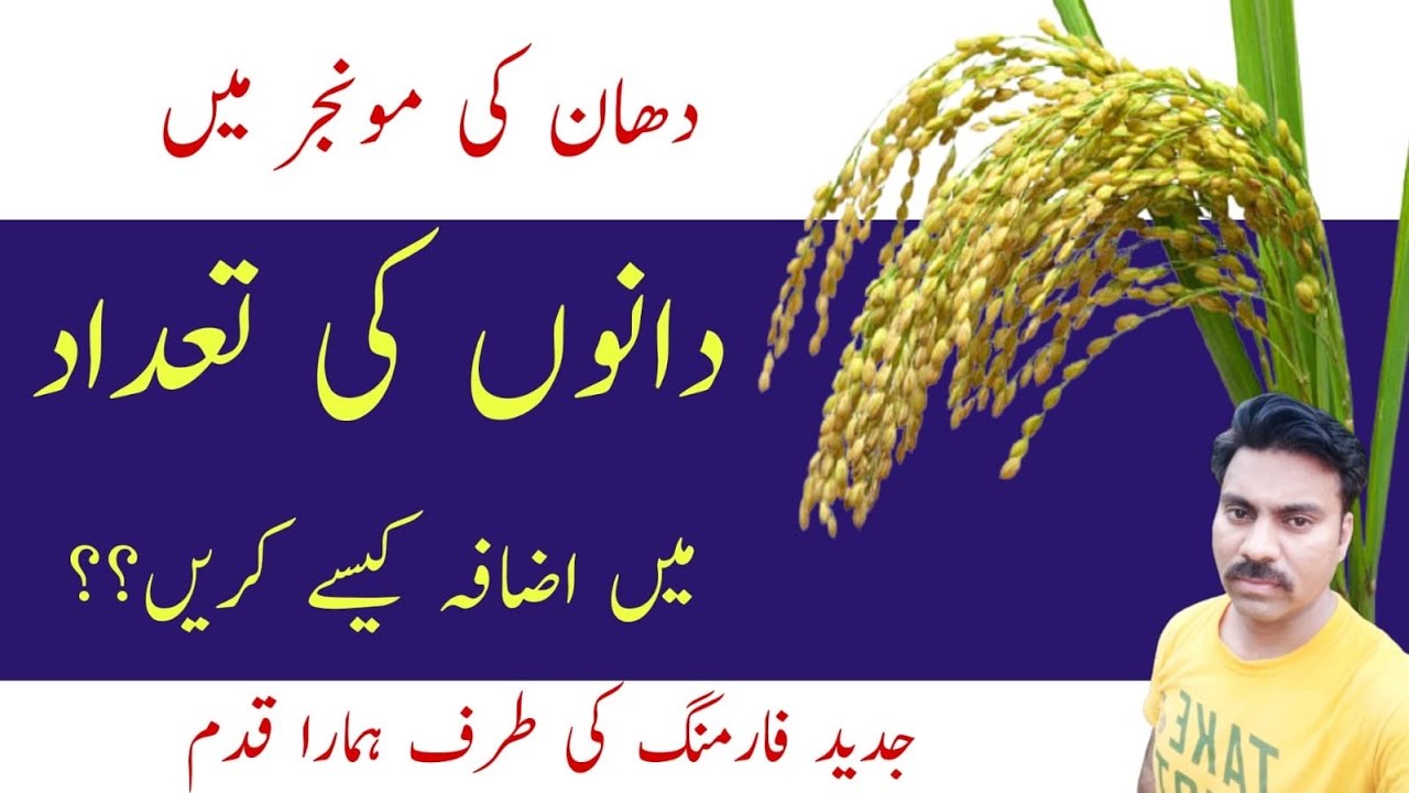 How to increase the number of grains in rice panicle | Boron role in pollination | Abid Ali Agrarian