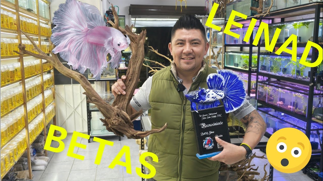 ¡Betas de COLECCION! 💎 Visite la Mejor TIENDA de Peces IMPORTADOS (Chars Fishers)