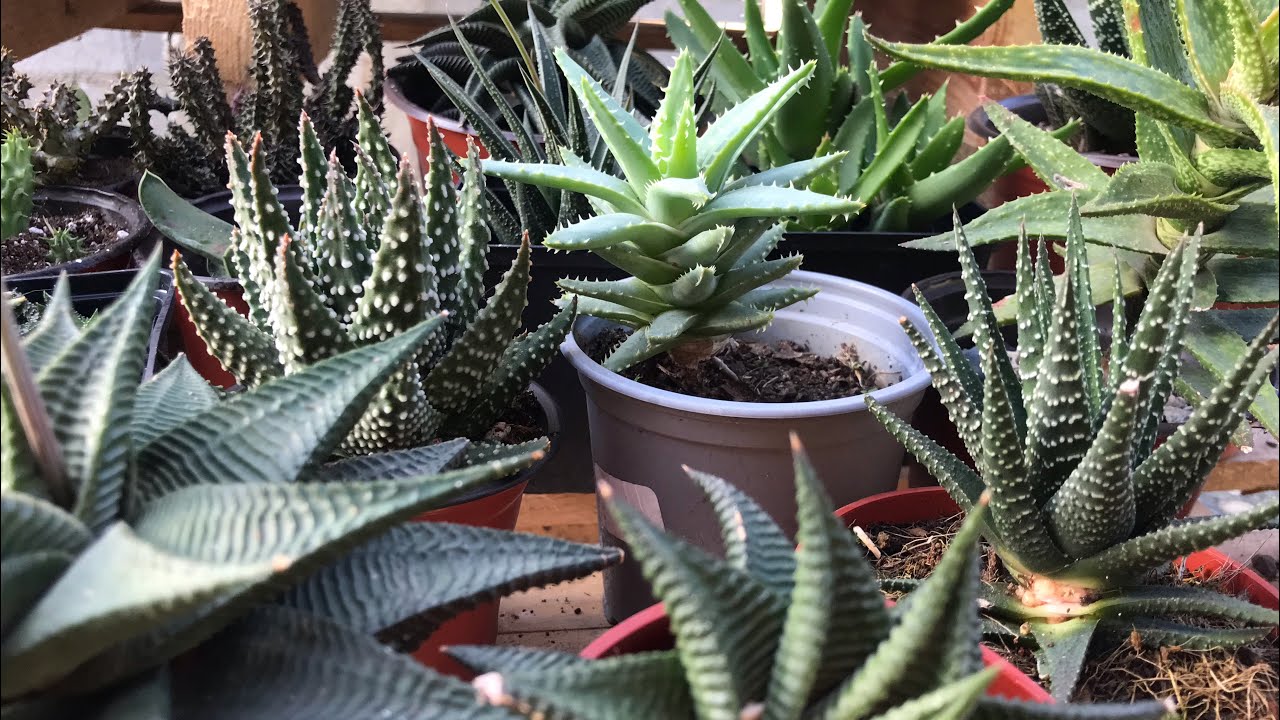 Colección de Haworthias  y sus cuidados…