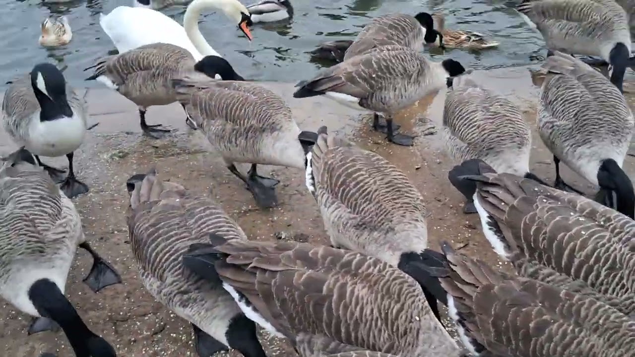 Days out with Guy*Cleethorpes boating lake January 26th 2026*