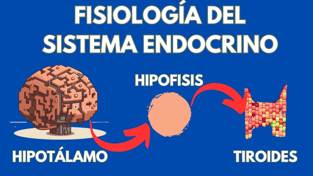 El sistema end&oacute;crino fisiolog&iacute;a de gl&aacute;ndulas y hormonas