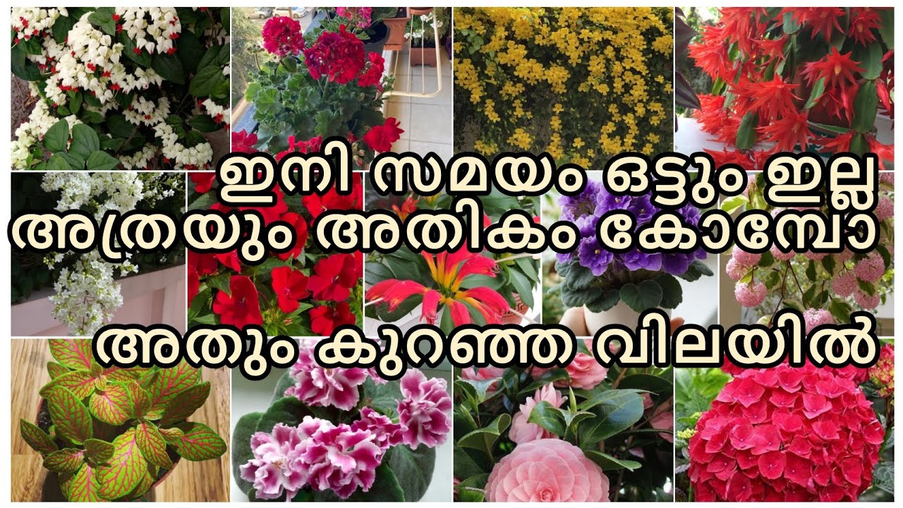 ഇനി  സമയം ഒട്ടും ഇല്ല അത്രയും അതികം കോമ്പോ കുറഞ്ഞ വിലയിൽ കൂടെ ഫ്രീ പ്ലാന്റ്സും 😱😱😱😱❤️❤️🥰🥰🥰🌿🌿💥💥