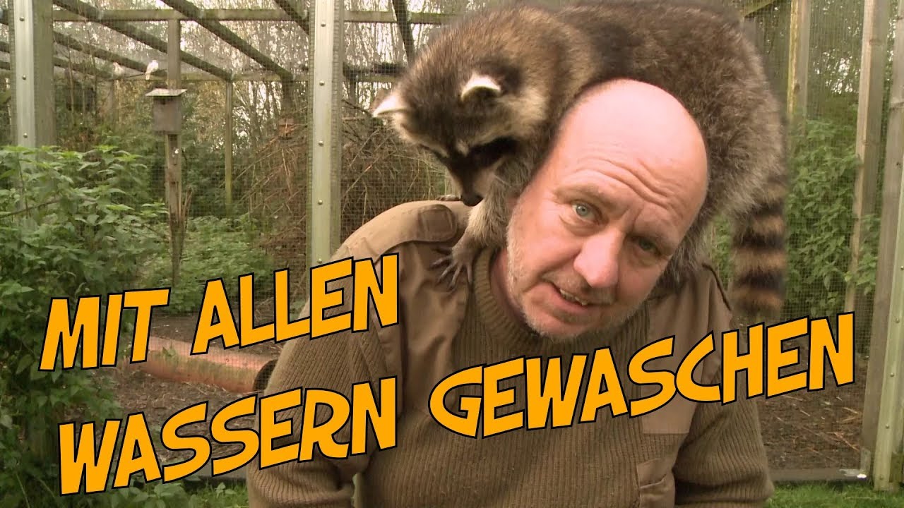 Steckbrief Waschbär