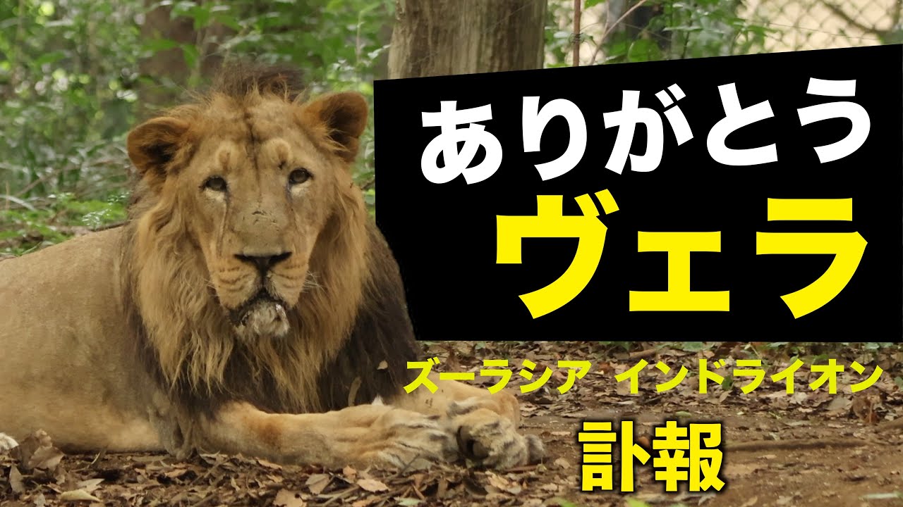 【訃報】ズーラシアのインドライオン「ヴェラ」逝去 ― 13年の生涯と思い出　Obituary: Zoorasia's Indian Lion “Vera” Passes Away　#animals