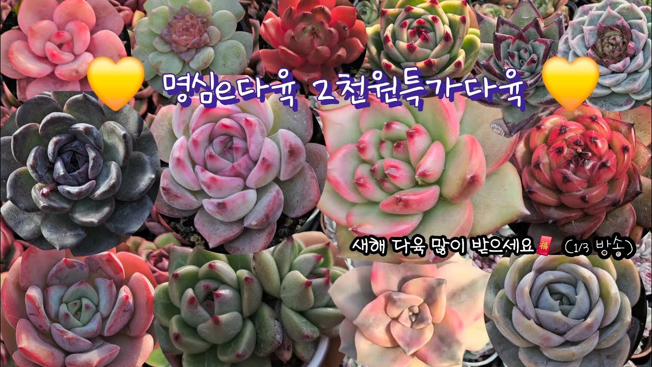 명심e 2천원특가다육♡(1.3.토)