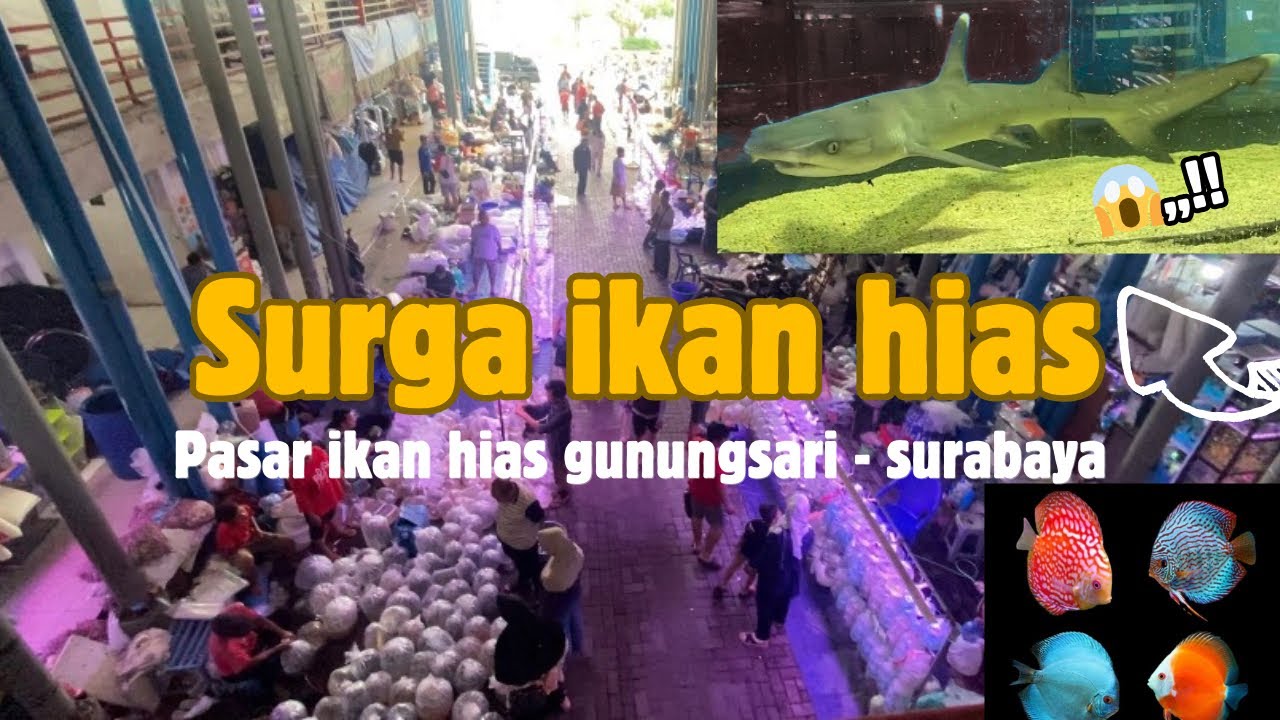 “Saya Kaget! Pasar Ikan Hias Gunungsari Surabaya Selengkap Ini 😱” 🐠🐟🫧 #wisata #vlog #jalanjalan 