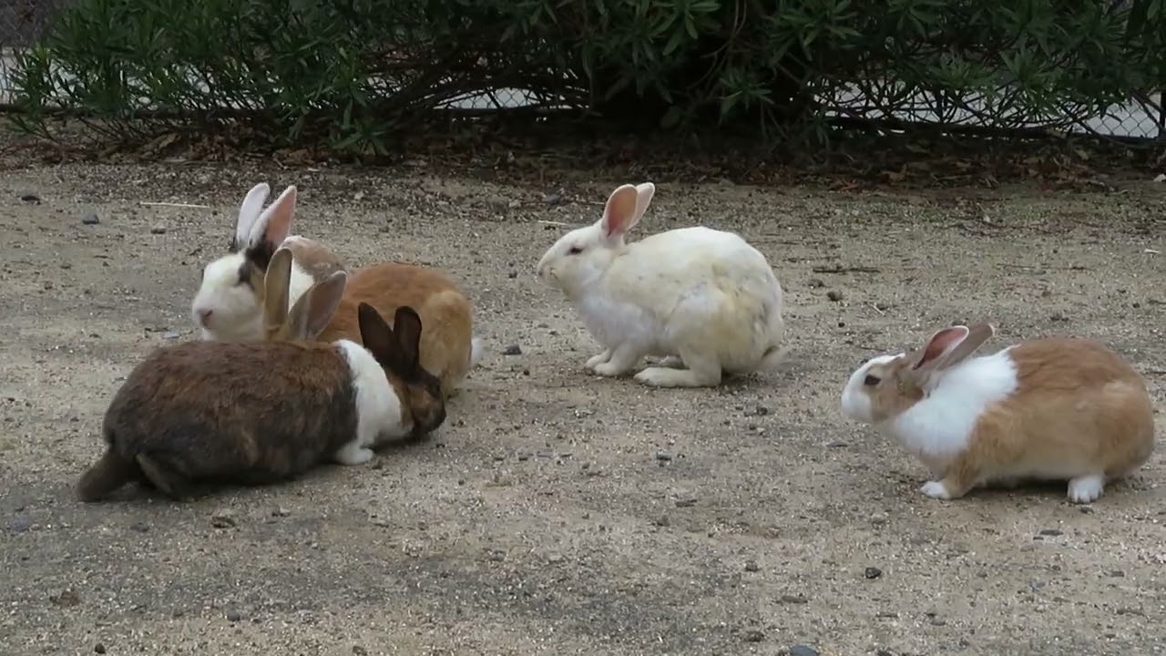 【 Rabbit Island 】休暇村前 ⇔ 紫陽花広場