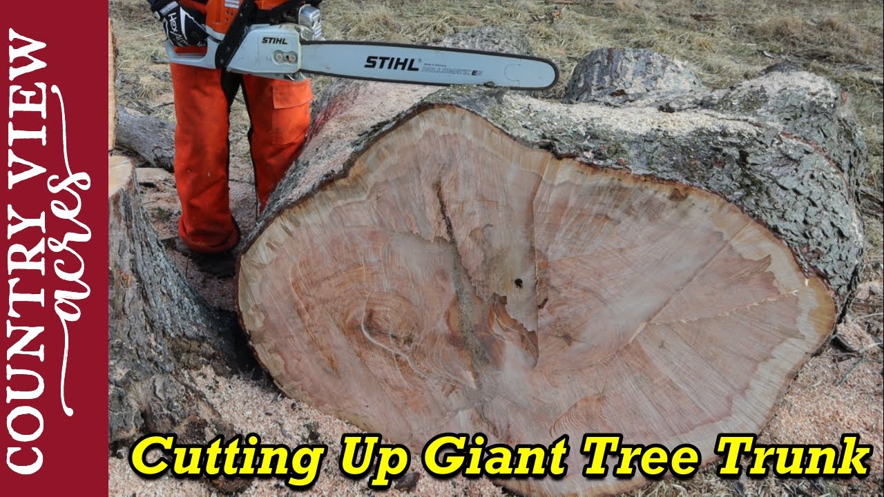 Cutting up a giant tree trunk.  The chainsaw is just big enough to do it.