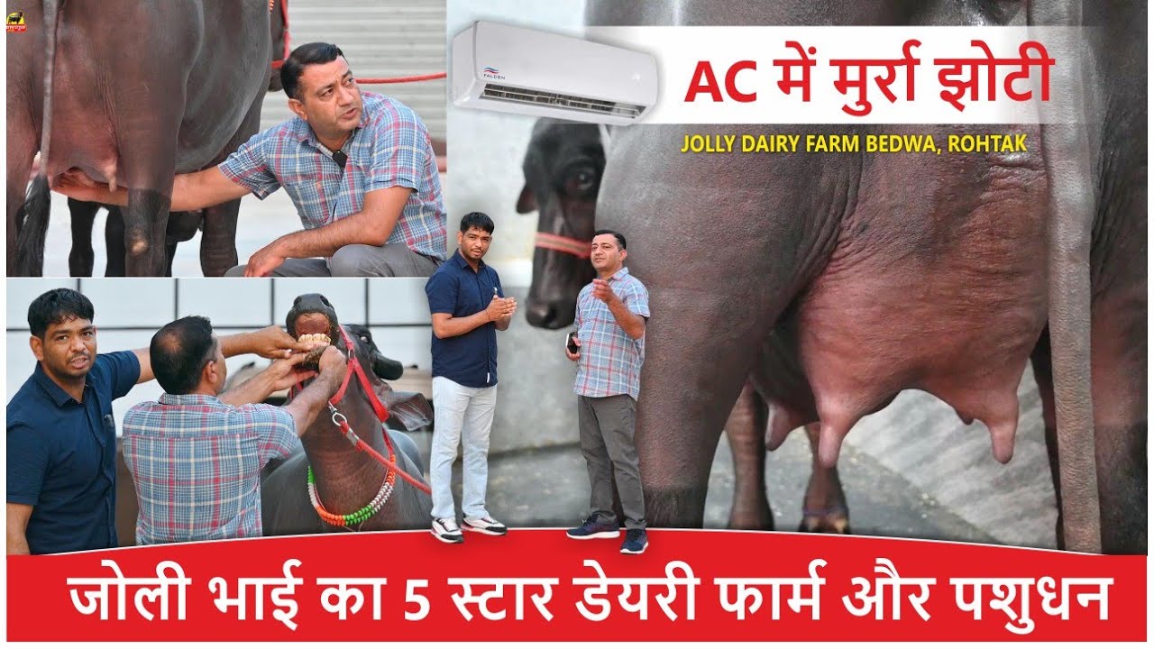 AC में मुर्रा झोटी, जोली भाई का 5 स्टार डेयरी फार्म || JOLLY DAIRY FARM BEDWA, ROHTAK