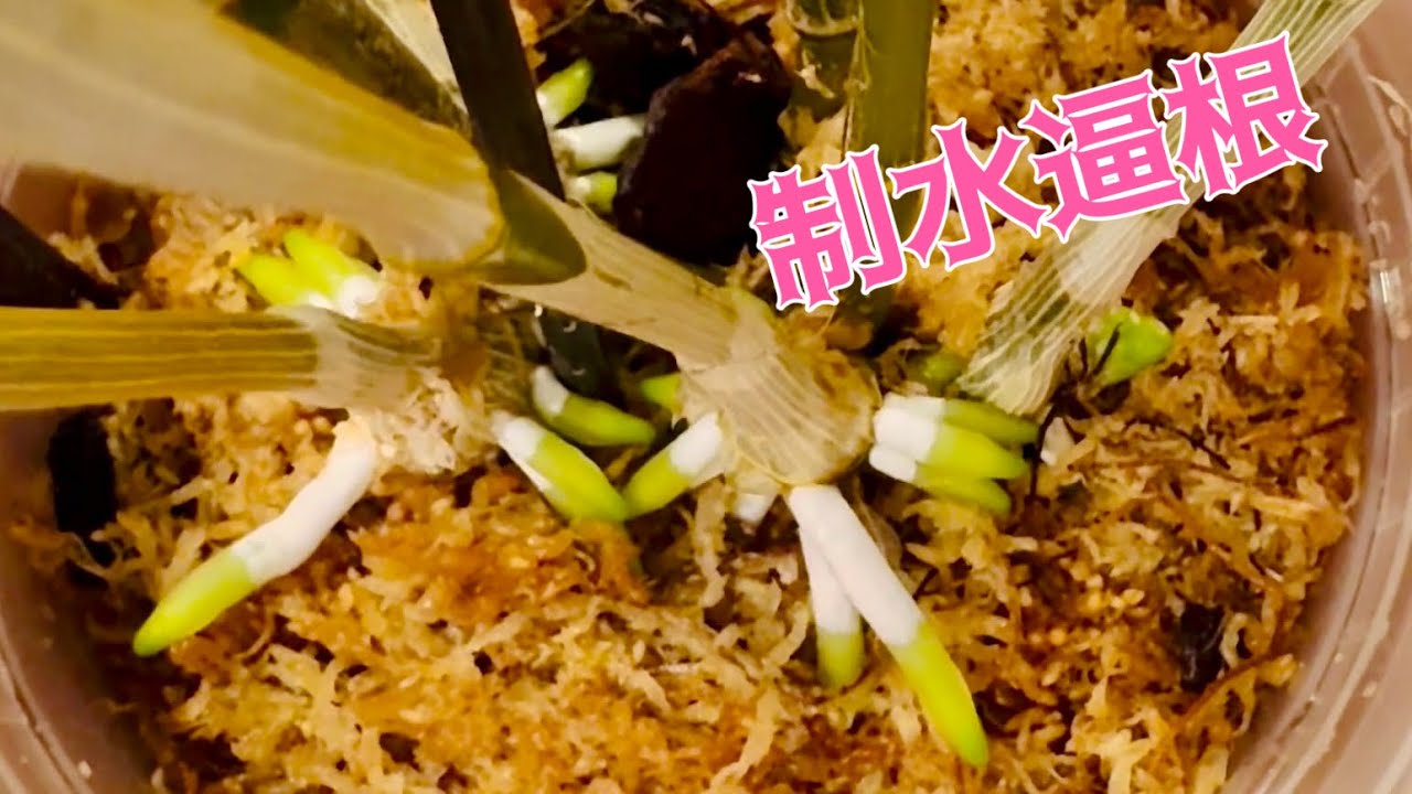 蘭花（173）（粵語）石斛蘭制水逼根法