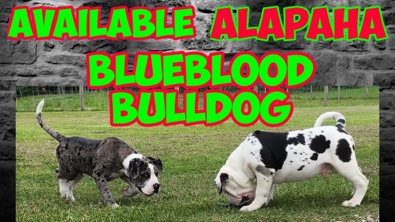 Available Alapaha Blueblood Bulldog puppies for sale #alapaha