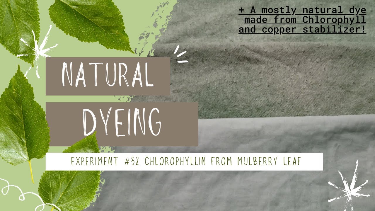 Chlorophyllin DYE Mulberry Extract Ep.32