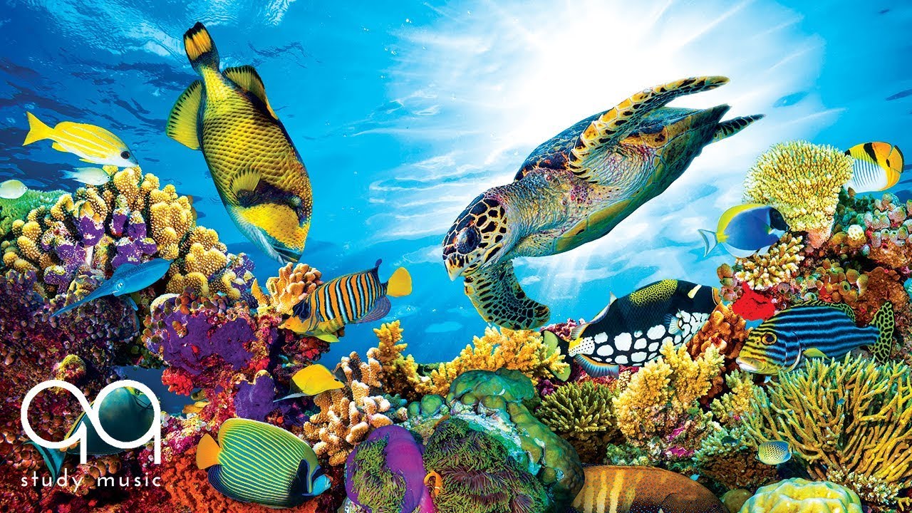 Aquarium Music for Deep Focus 》STUDY MOTIVATION 》Improve Concentration