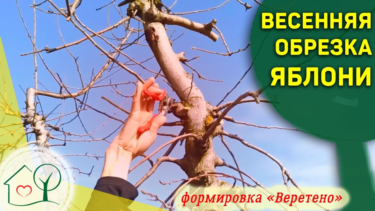 Весенняя обрезка яблони формировка Веретено - советы по обрезке яблони Николай Николаев / Херсон