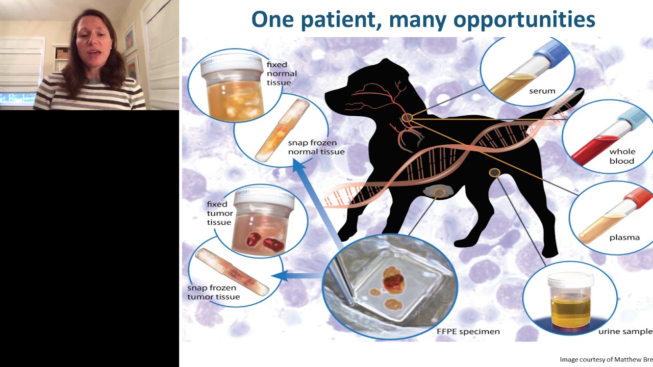 Keynote Presentation: A Comparative Approach to Oncology Drug Development: Integrating