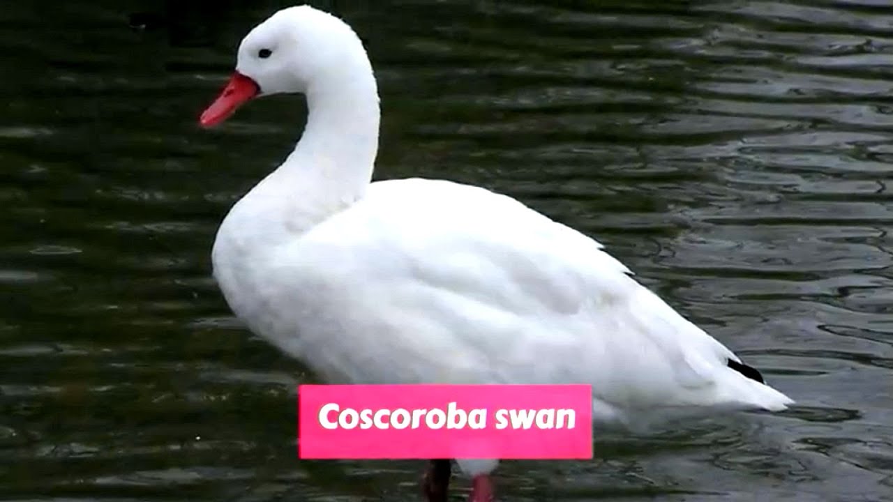 Coscoroba swan (Coscoroba coscoroba)