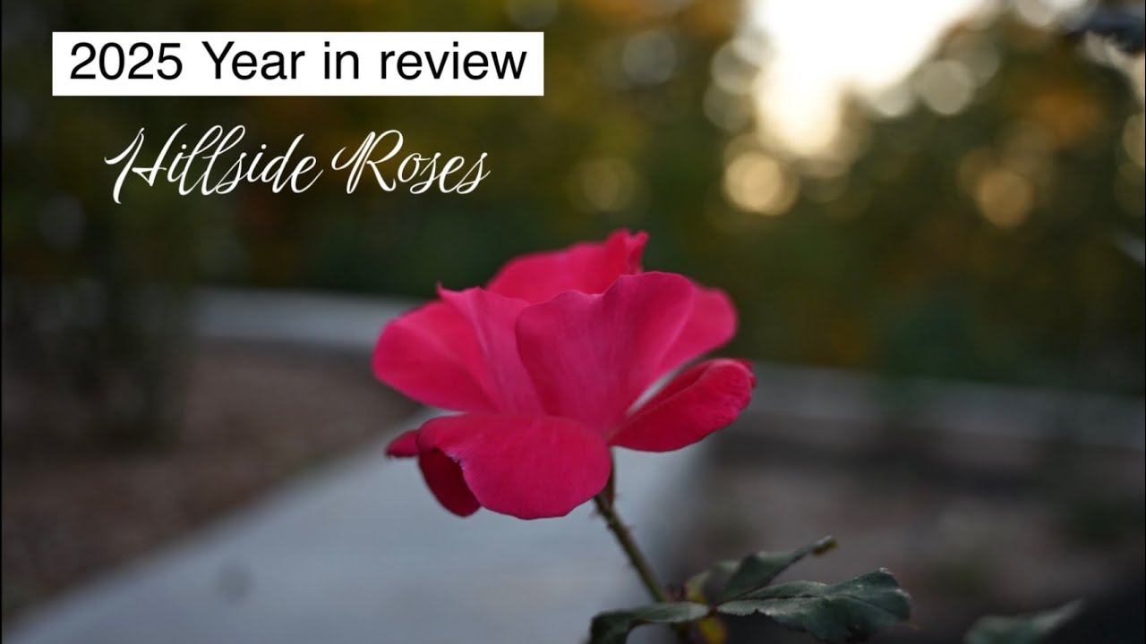 Hillside Roses 2025 Year in Review | New Rose Gardens | Beautiful Blooms | Wildlife | Zone 6A
